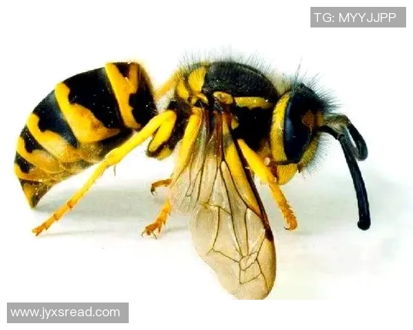 黄蜂生态与行为研究：探索黄蜂在自然界中的角色与生存智慧